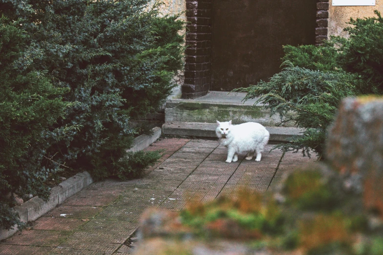 a white cat sitting on steps with plants and bushes