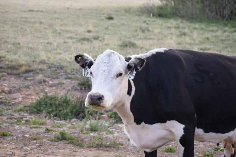 a small cow is standing near a field