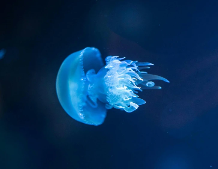 a jellyfish floats near the surface in the water