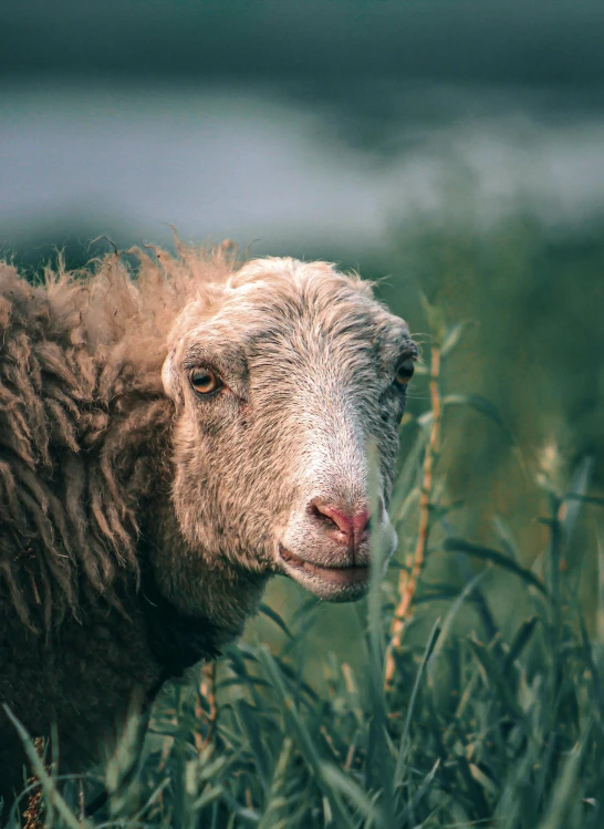 a close up of an animal in tall grass