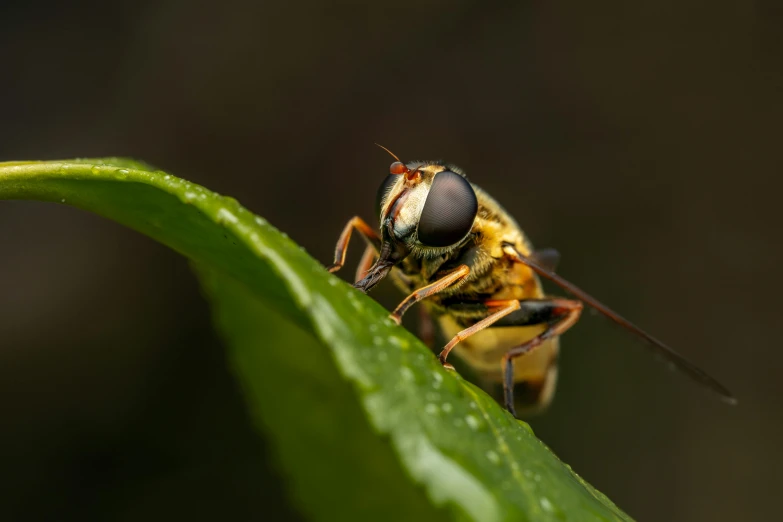 a bee with several antennae is standing on a leaf