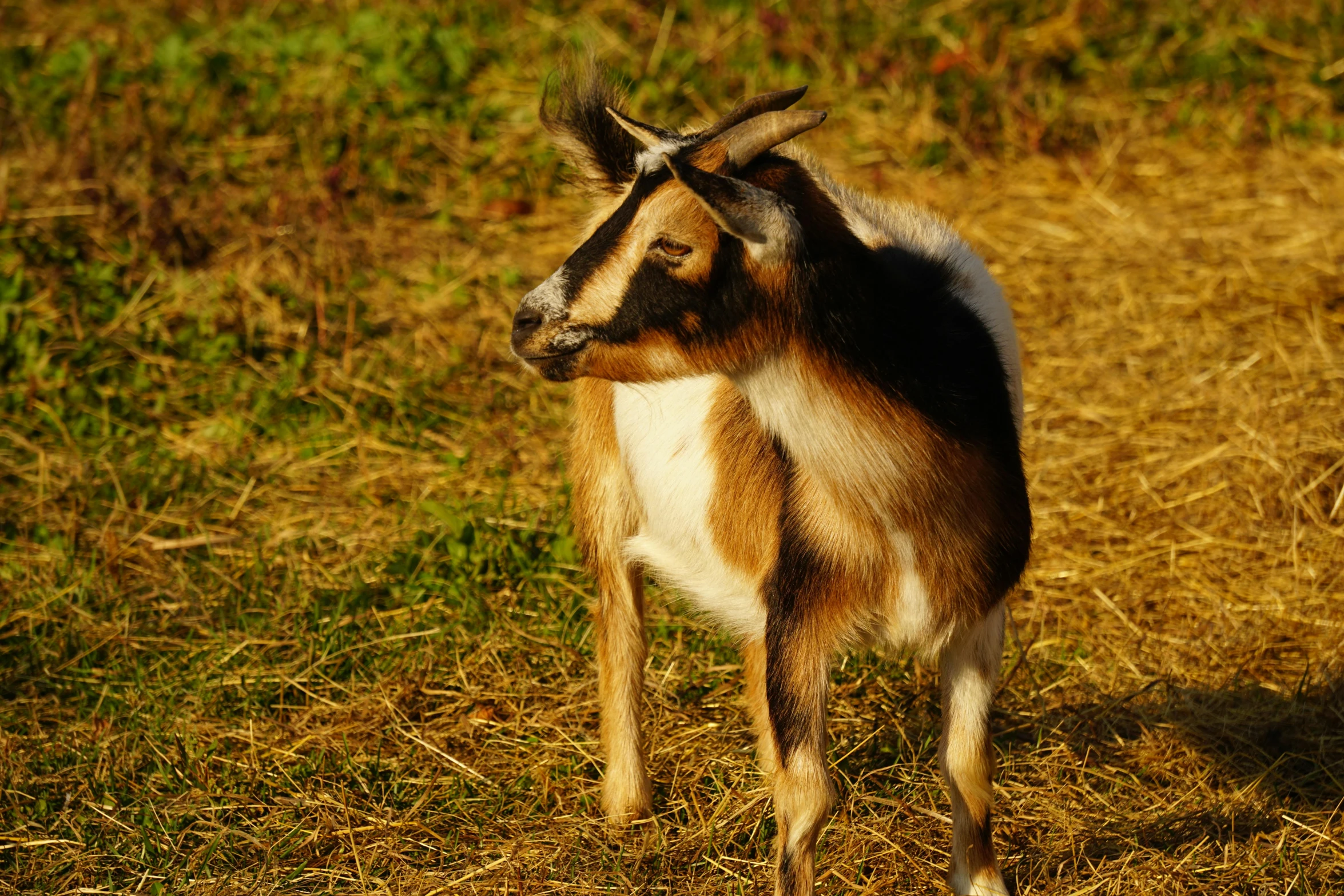 a young goat standing in the middle of a field