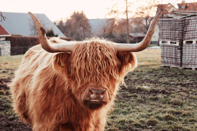 a long horned cow stands in front of a fence and farm buildings