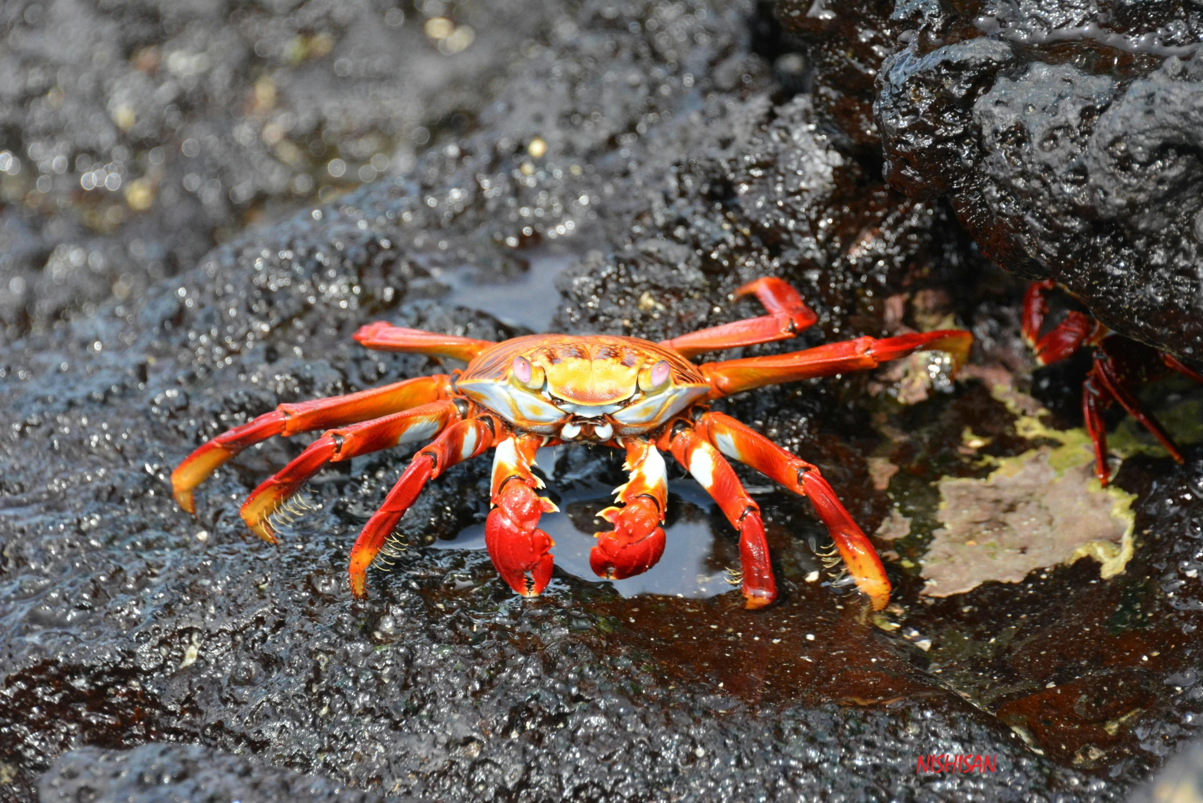 a crab with its head on the ground