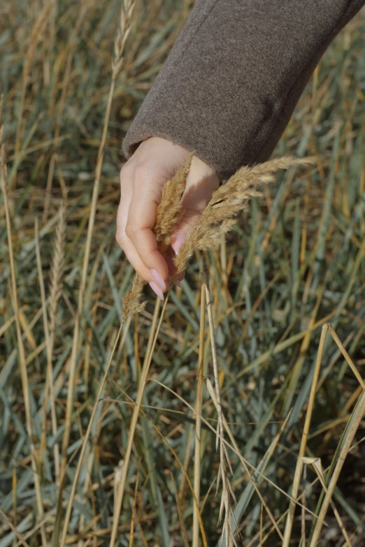 a persons hand in the field holding grains