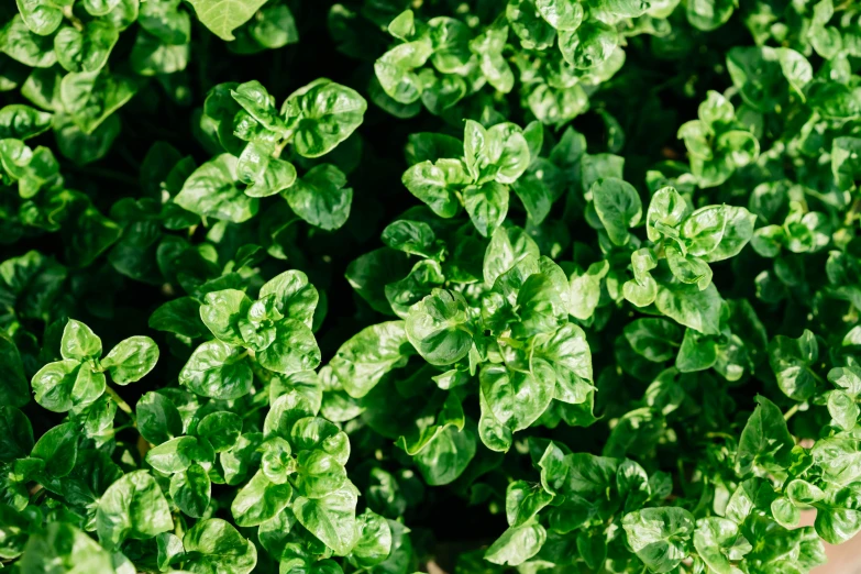 many small leaves and green leaves in pots