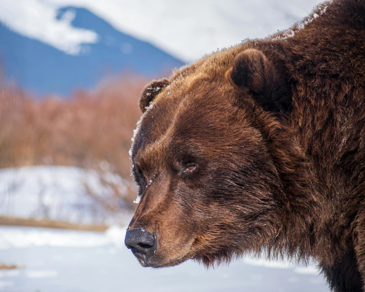 an adult bear is looking off into the distance in a snowy valley