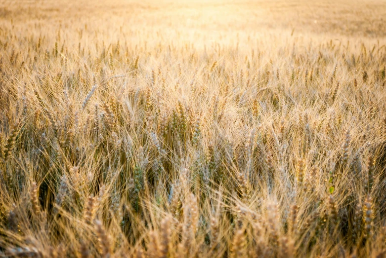 a wheat field is shown with lots of grass in the foreground