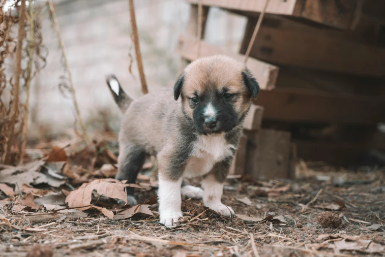 a puppy that is walking on some dry grass