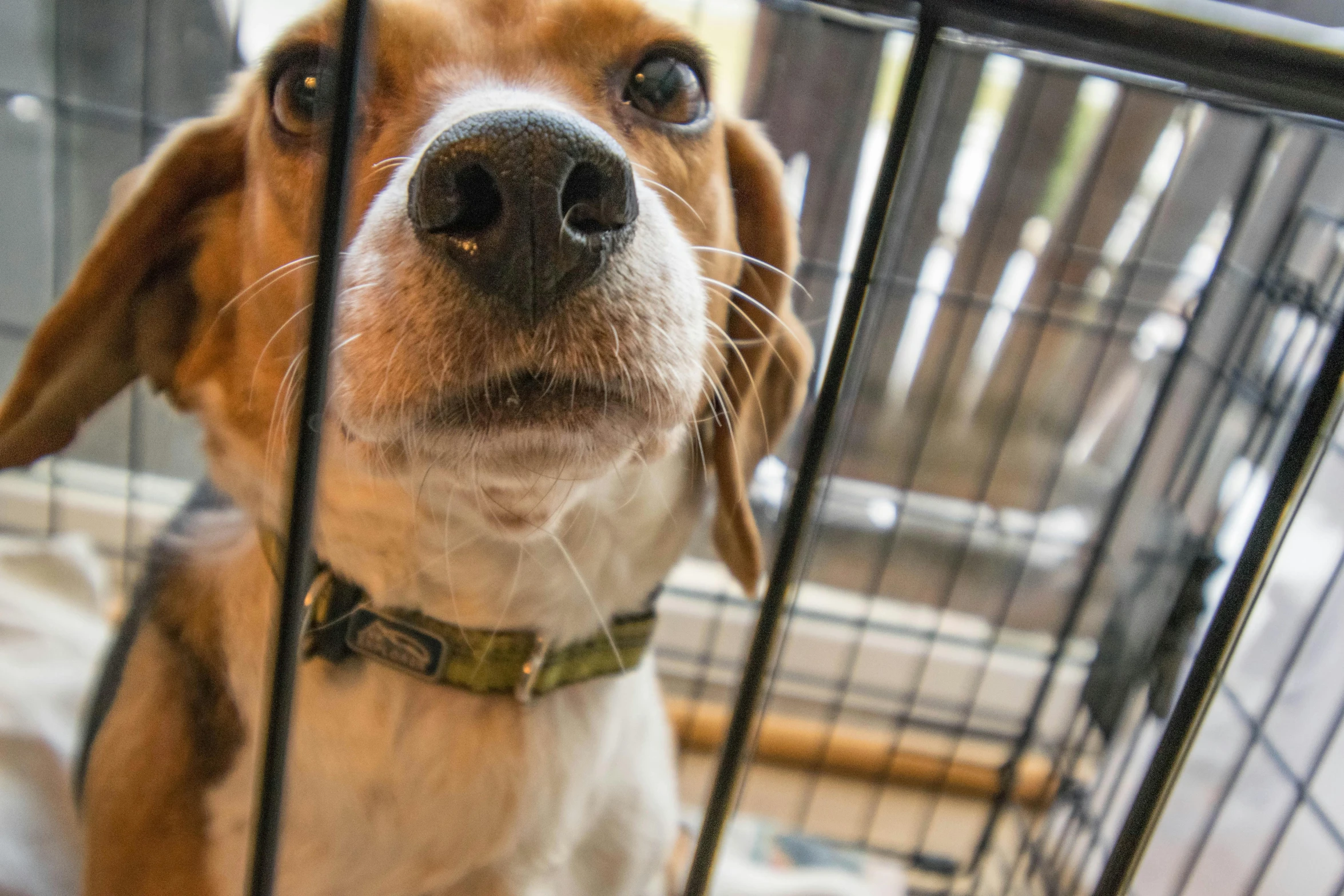 a dog looks at the camera through the fence