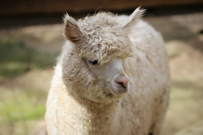 a fuzzy llama standing outside during the day