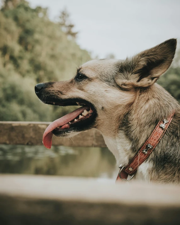 a dog with its tongue out near a fence