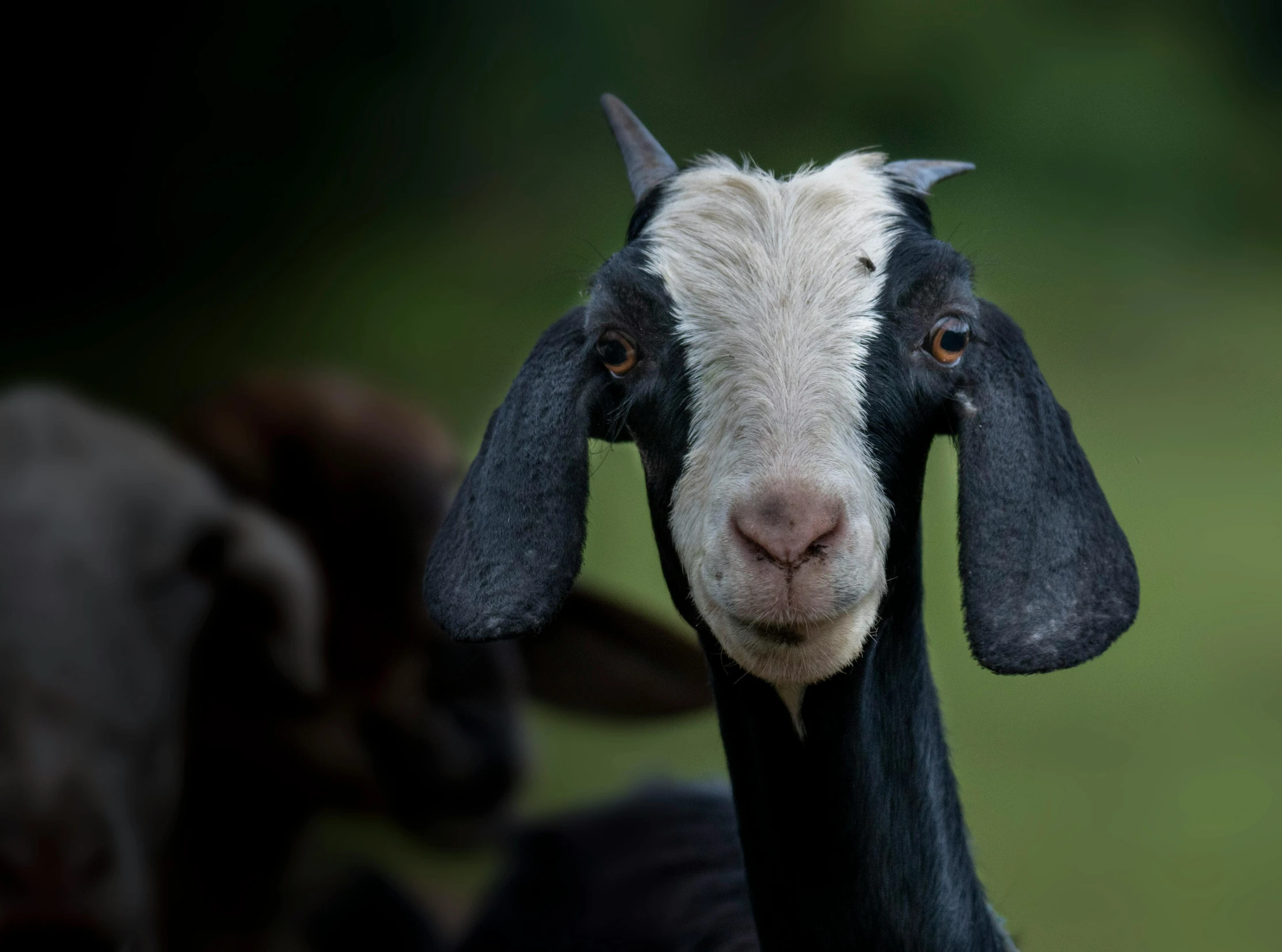 black goat standing in grassy area next to other sheep