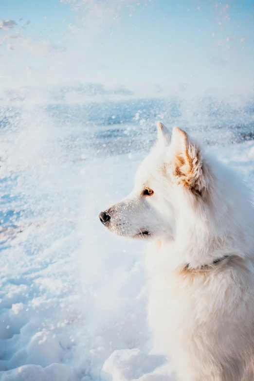 a white dog stands in some snow and looks into the distance