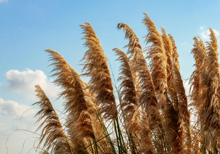 an image of tall brown grasses blowing in the wind