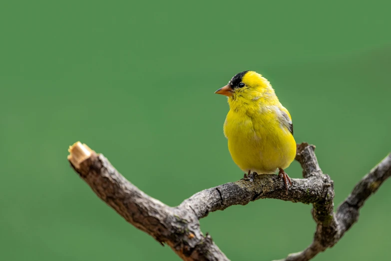 yellow bird perched on a twig looking in the distance