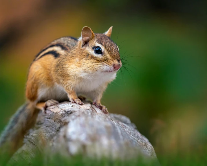 the small rodent is sitting on top of a rock