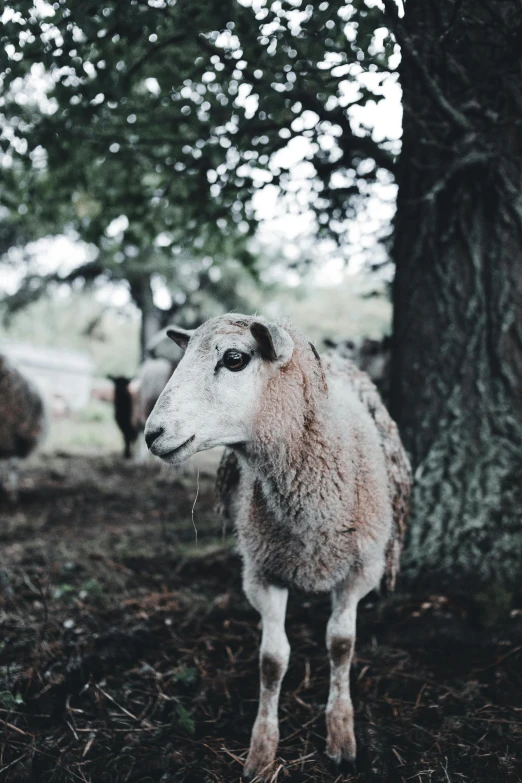 an adult sheep with one child stands in front of a large tree