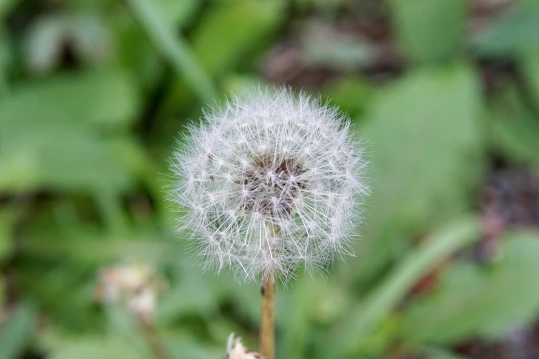 the seed head of a dandelion growing in front of a green background