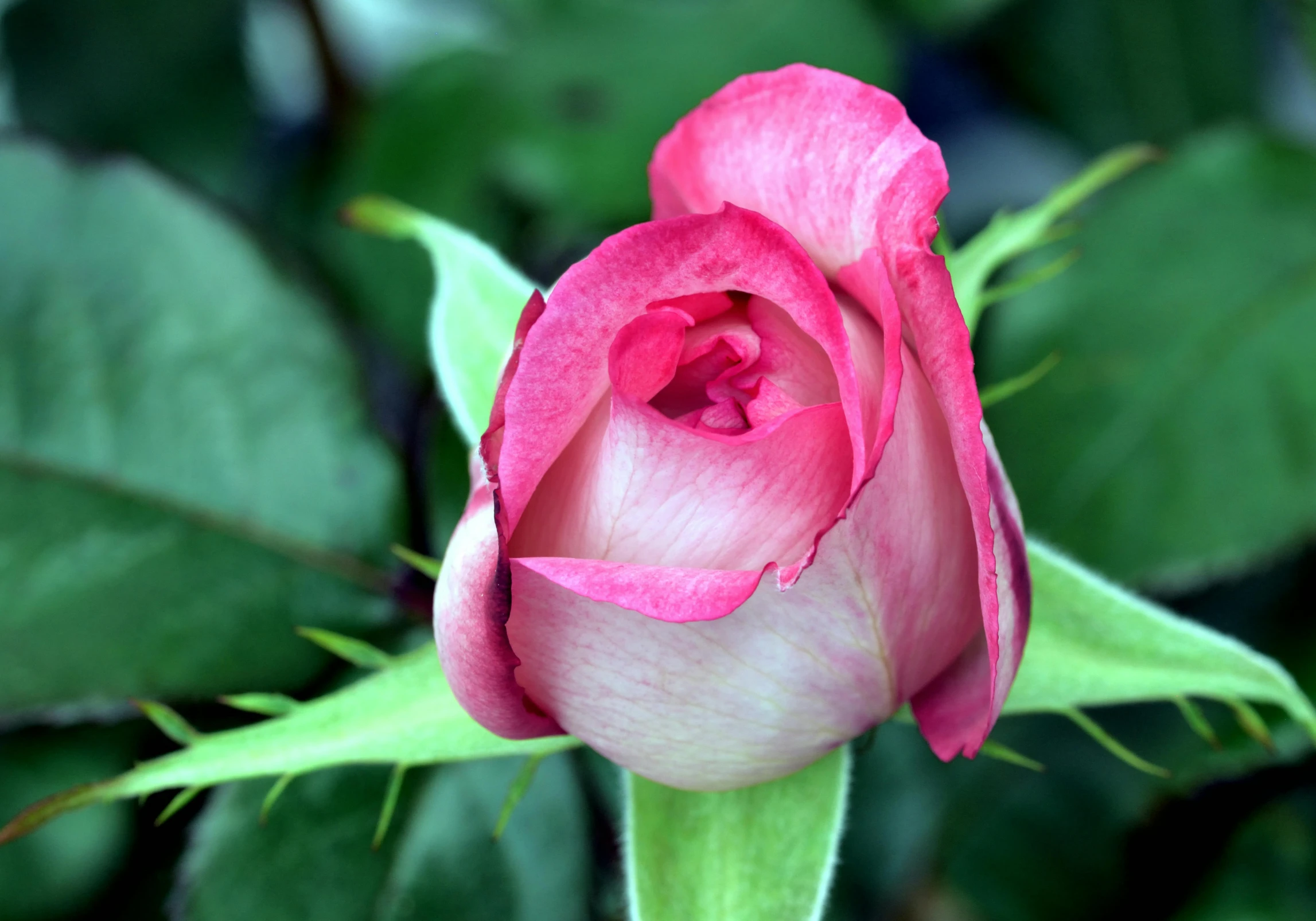 closeup of a single pink rose flower