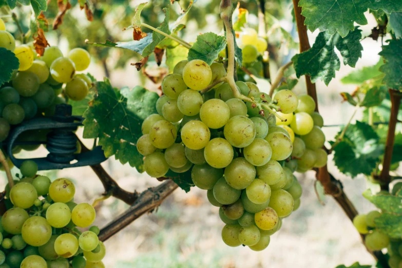 a cluster of gs growing on the vine in an orchard