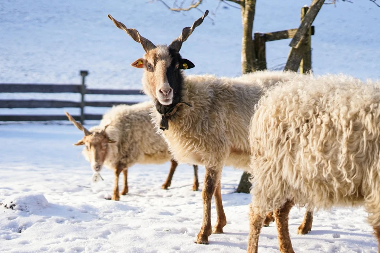 three goats stand in the snow next to some fence