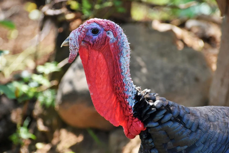 a turkey in a zoo enclosure with a blurry background