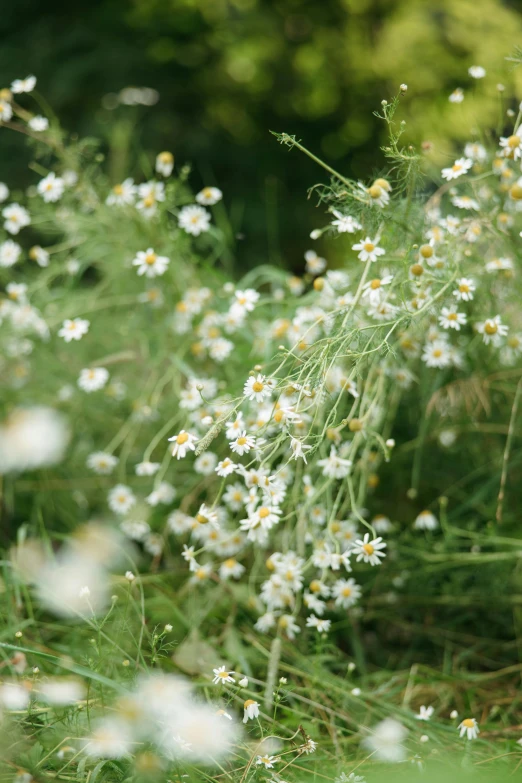 there are white flowers that grow near each other