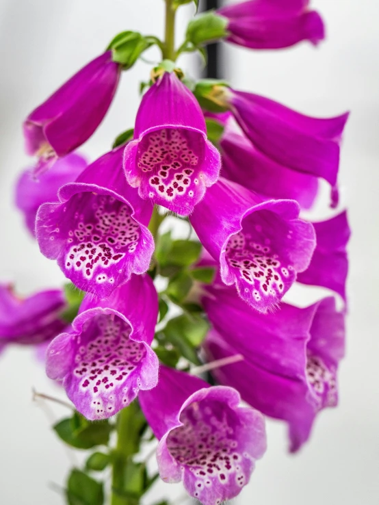 a pink and white flower with lots of purple flowers