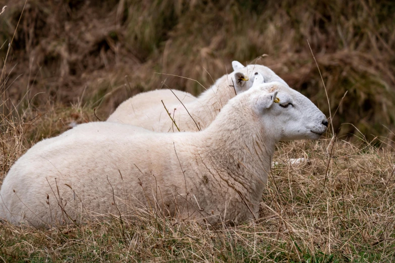 two sheep are lying down in the grass