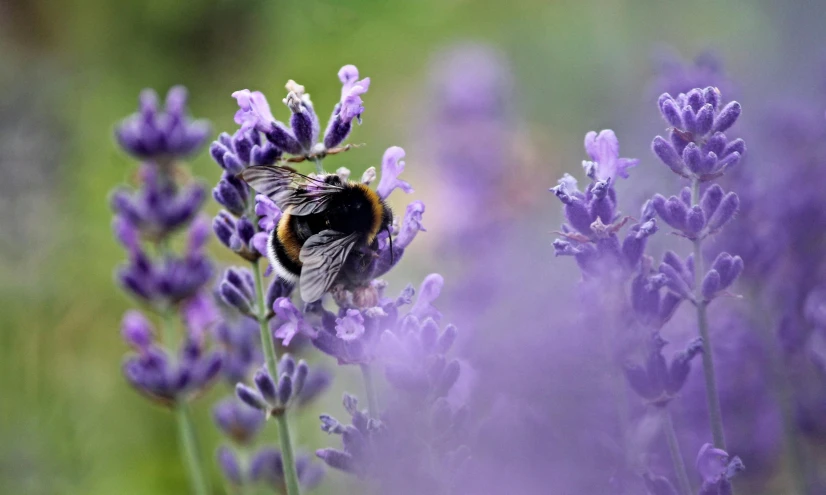 a bee is on top of purple flowers