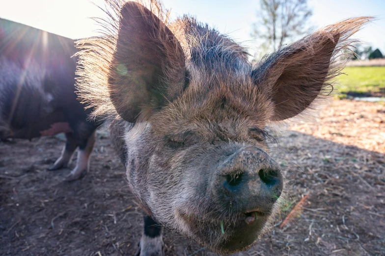 a closeup of a small donkey's nose