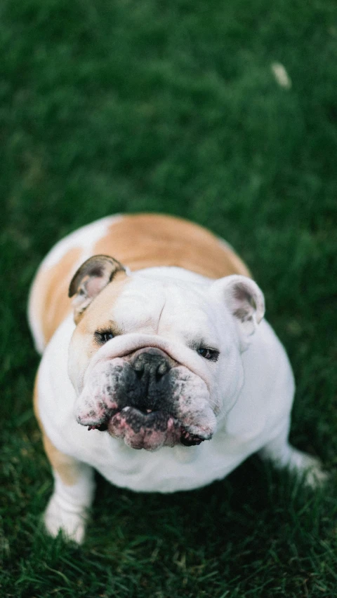 a bulldog sitting in the grass looking up