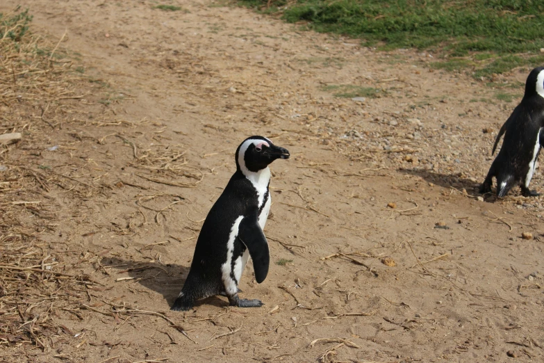 two penguins walking and playing in the sand