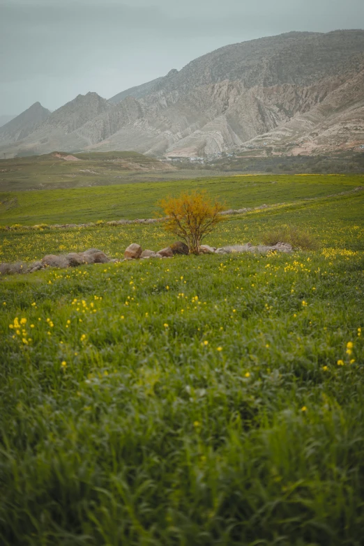 there is a field with a small tree in the middle