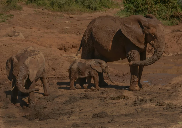 a small group of elephants are in the mud together
