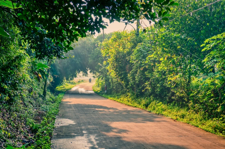 two sheep grazing on the side of a road