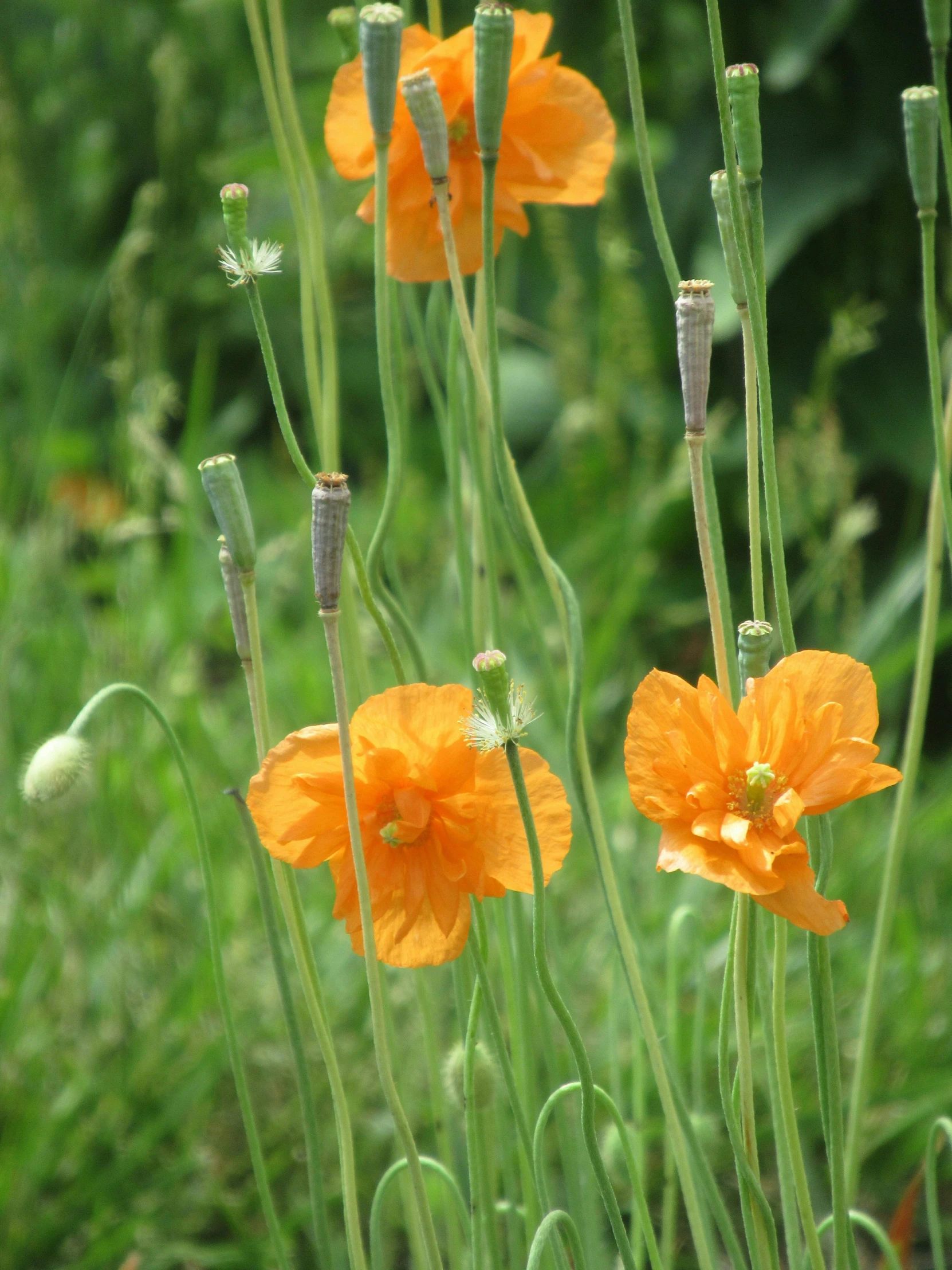 bright orange flowers sit on tall thin green stalks