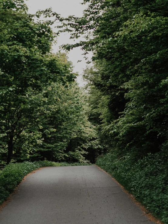 a tree lined road is shown with trees in the background