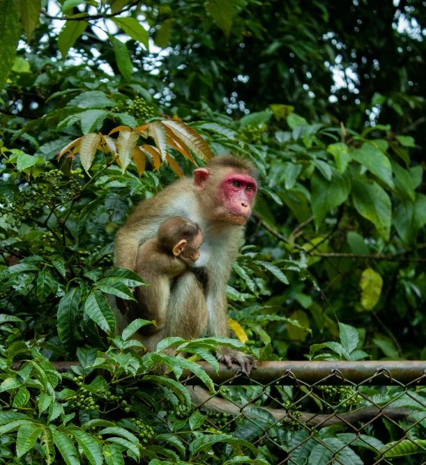 a little monkey sitting in the middle of trees