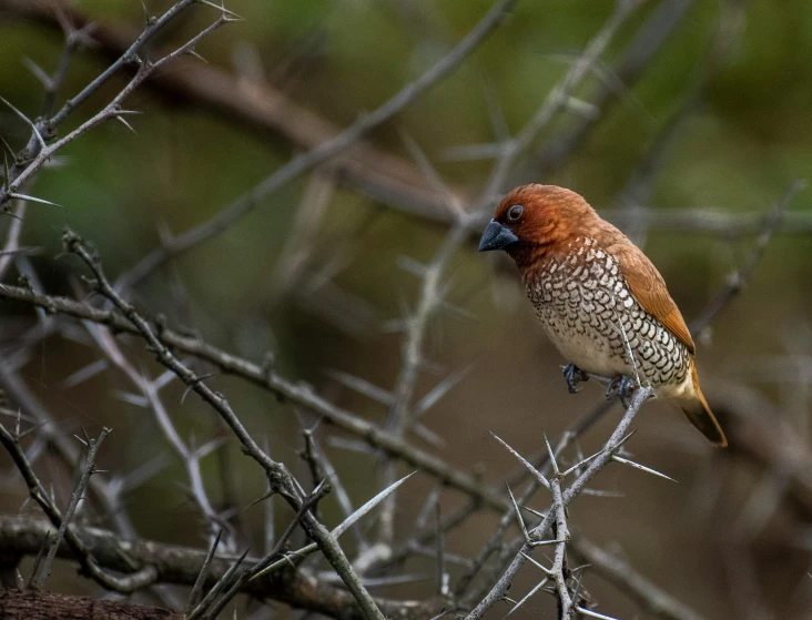 a small orange bird is sitting on the nch