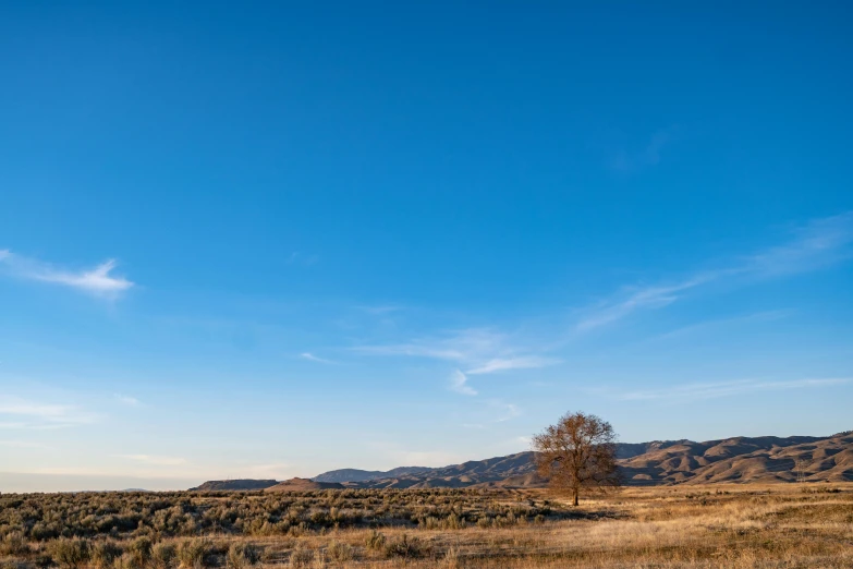 the sky and tree of a brown field