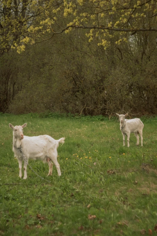 two sheep grazing in a grassy field next to some trees