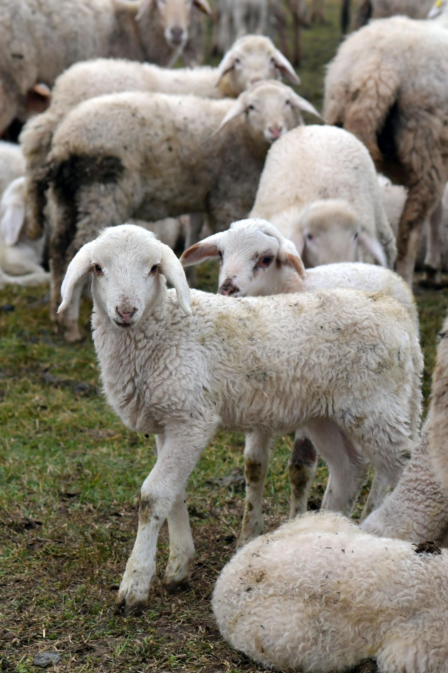 white sheep in a field grazing and resting