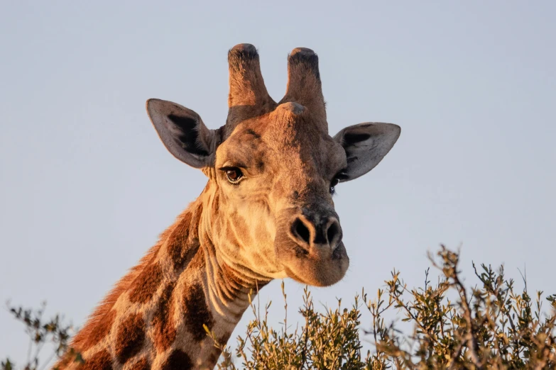 a giraffe is standing close by some trees