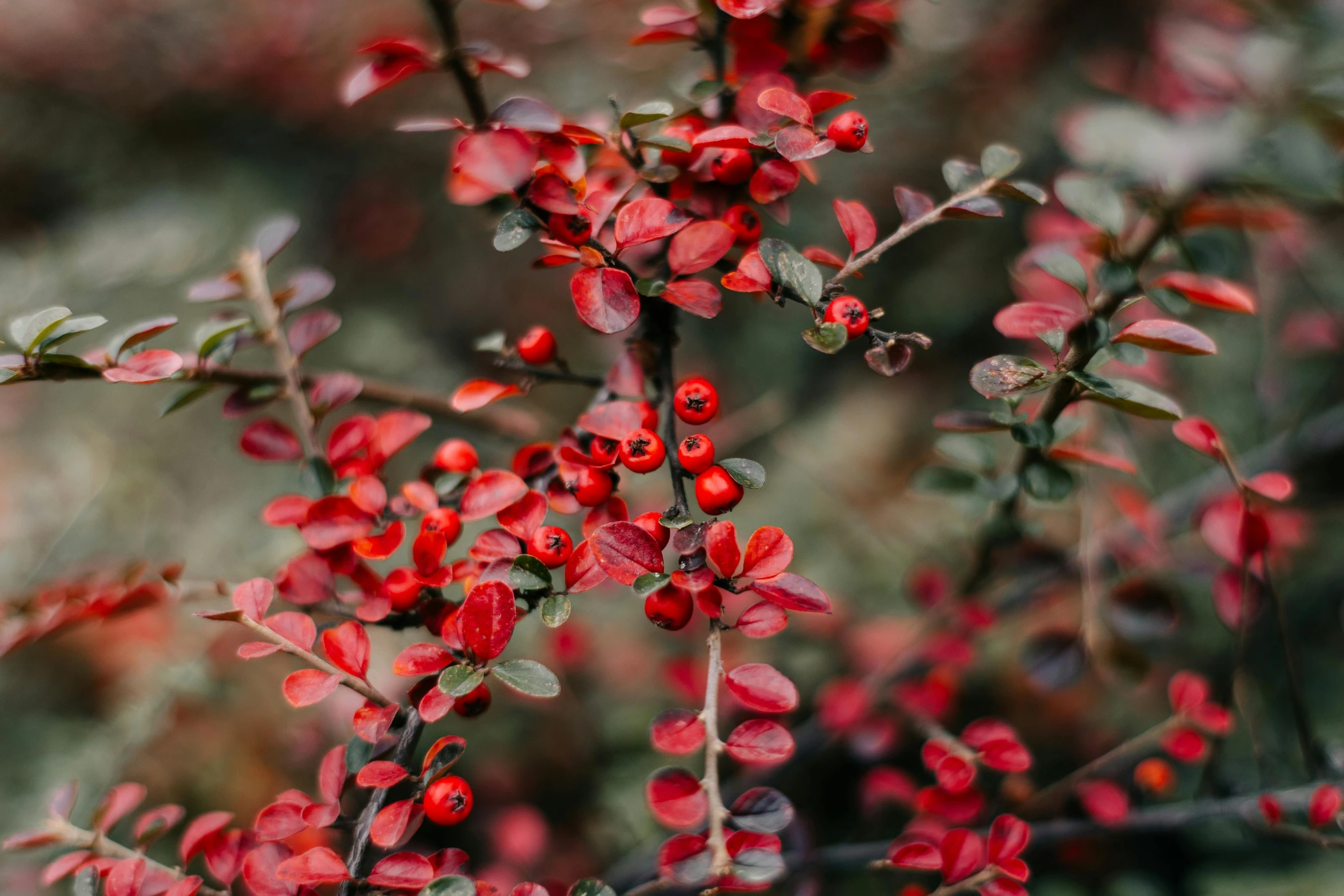 a bunch of red berries sit on a tree