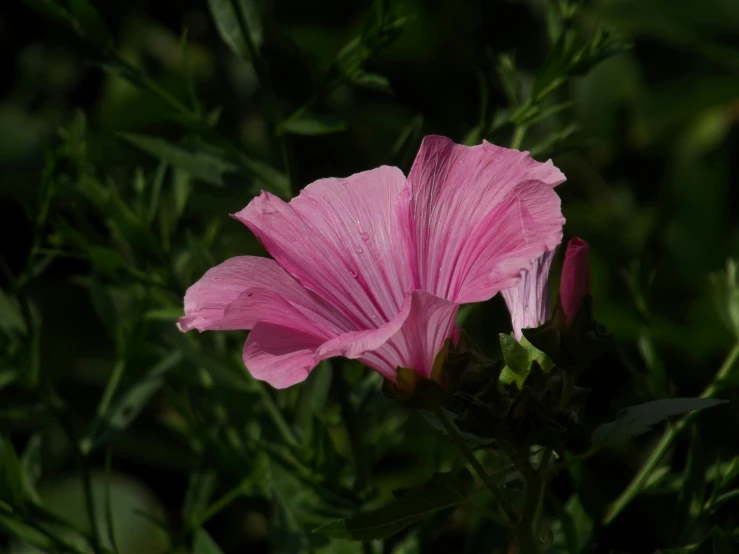 a pink flower blooming in the middle of a field