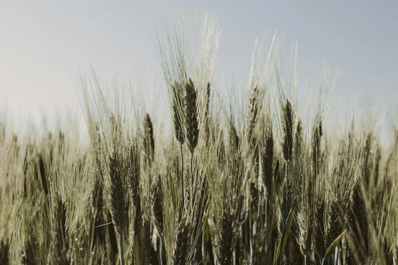 an image of a large field of wheat