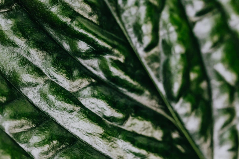 a green leaf with streaks on it