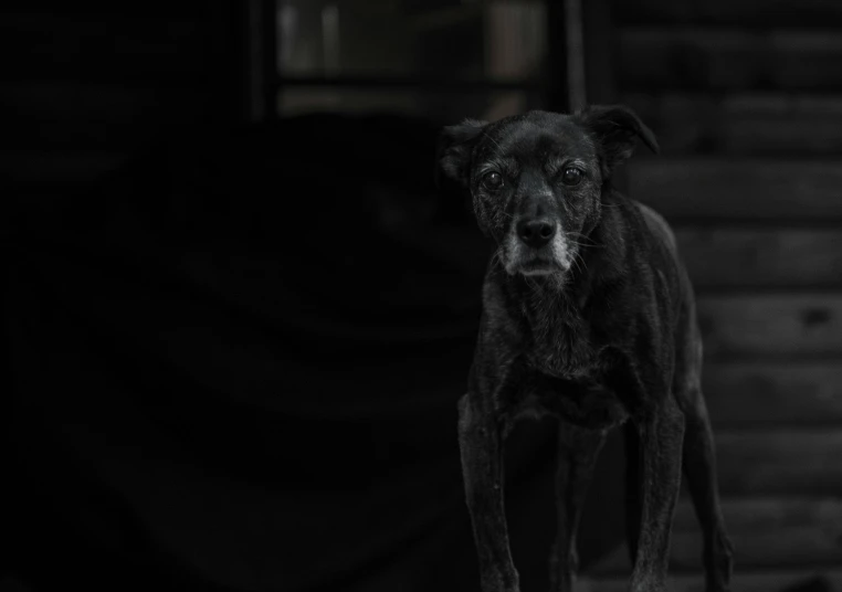 a close up of a dog on a black background